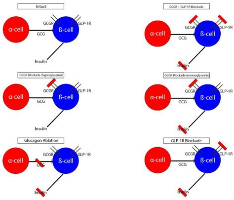 Visual Summary Of Intraislet Crosstalk Between Glucagon And Insulin