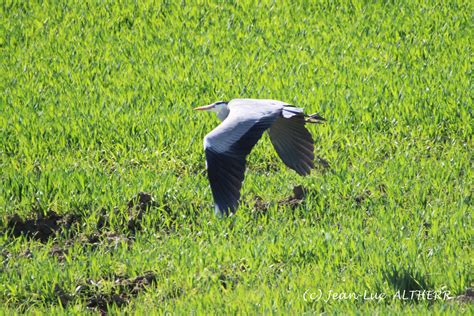 Heron Near Challex March Jean Luc Altherr Flickr