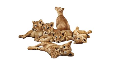 Lion Cub PNG Transparent Images