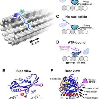 The Seesaw Model For Activation Of Kinesin By Microtubules A Schematic