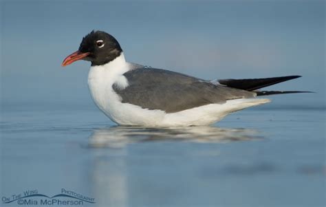 Laughing Gull In Breeding Plumage Mia McPherson S On The Wing Photography