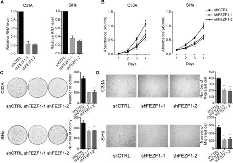 Fezf Knockdown Inhibited Cervical Cancer Cell Proliferation Growth