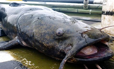 World Record Flathead Catfish Noodling