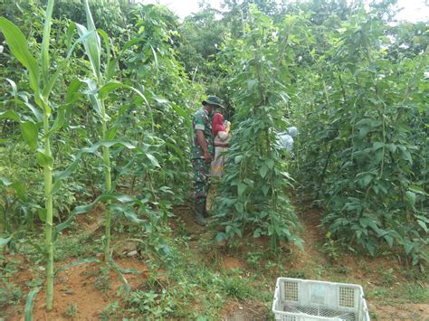 Personel Koramil Nanga Taman Manfaatkan Lahan Kosong Jadi Lahan