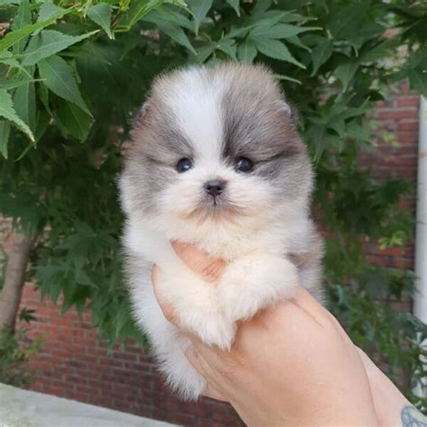 Pomeranian puppies for adoption/pomeranian puppy for adoption