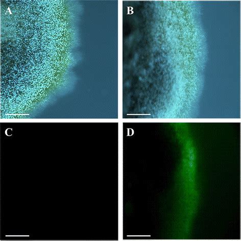 Transformation of A. nidulans A4 with the plasmid pCPXBteGFP. (A-B ... 