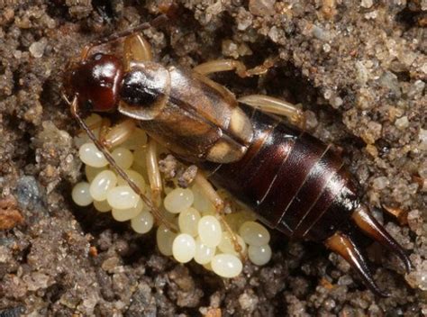 Female earwig and its eggs - Wander Lord