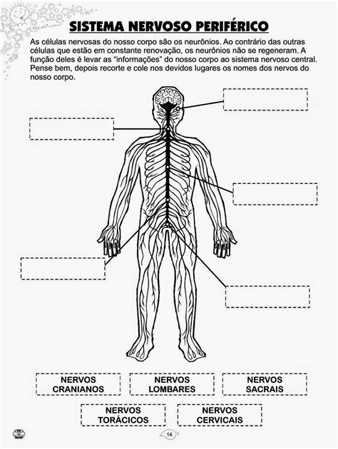 Exercícios Sobre Sistema Nervoso 6 Ano Com Gabarito