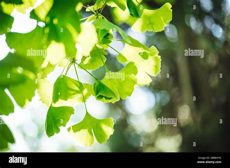 Gingko Biloba Tree Hi Res Stock Photography And Images Alamy