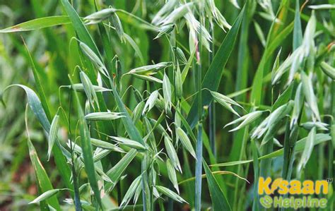 Rabi Crops List Example Of Rabi Season Crops In India