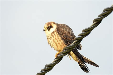 Vaarojensanomat: Uutinen