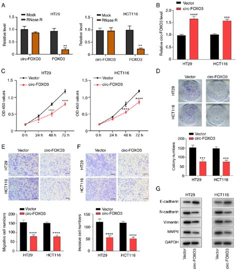 Overexpression Of Circ FOXO3 Inhibits Colorectal Cancer Cell