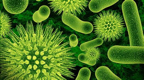 HD wallpaper: microscope, bacteria, microorganisms, microbes ...