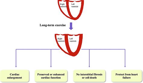 Hallmarks Of Exercised Heart Journal Of Molecular And Cellular Cardiology