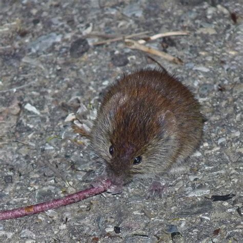 Southern Red Backed Vole I Had Never Even Heard Of A South Flickr