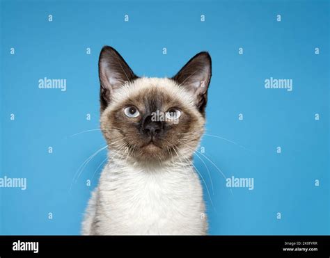 Close Up Portrait Of A Seal Point Siamese Kitten Looking At Viewer