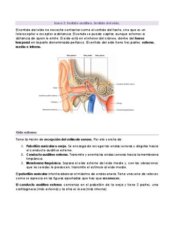 Tema 3 El Oido Pdf