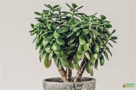 How To Grow A Jade Plant Into A Tree Secret To A Thicker Trunk