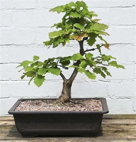 How To Grow Oak Bonsai Tree