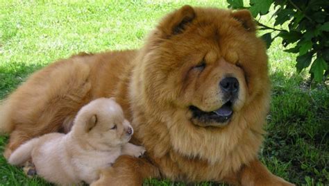 Порода Чау-чау: характер і зовнішність собак, догляд, харчування ...