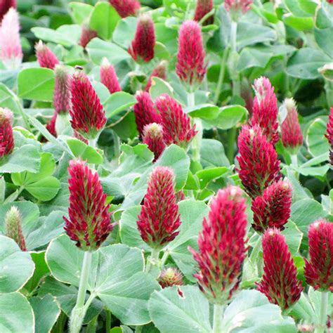 Buy Red Clover Seeds From Irelands Online Garden Shop