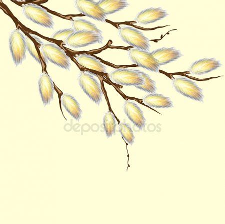 Pussy Willow Branches Stock Vector BlackSpring