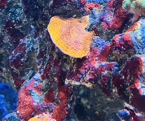 Purple Rock Rocks Do You Have Coralline Algae In Your Tank Right Now