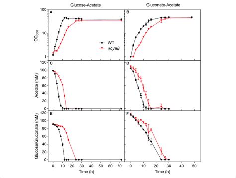 Growth And Substrate Consumption Of C Glutamicum Wt And Its Cyab