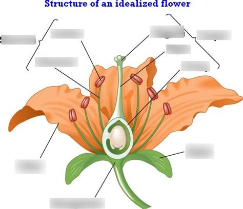 Flowering Plant Reproduction Diagram Quizlet