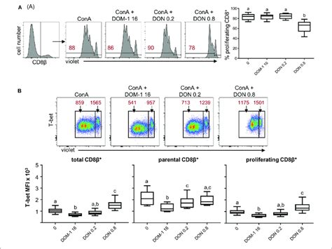 Proliferation And Expression Of T Bet In Cd8 T Cells In The