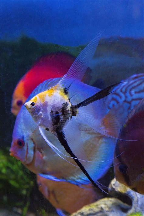 Koi Veil Angelfish And Discus Photography By Darrell Gulin Angel