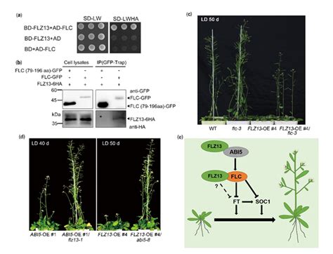 我院在读博士生李喜豹在植物学重要期刊《new Phytologist》发表研究论文 科研进展 华南师范大学生命科学学院