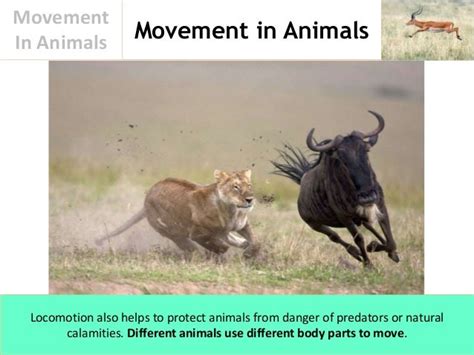 Movement In Animals