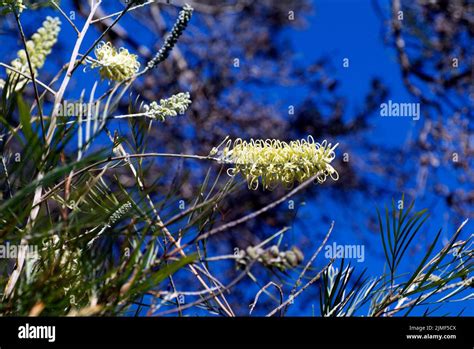 Australia Yellow Flowering Grevillea In Public Royal Botanical Garden