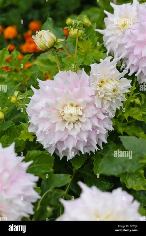 Decorative Dahlia Dahlia Gitts Perfection Stock Photo Alamy