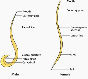 Ascaris Lumbricoides Introduction Classification History Habitat