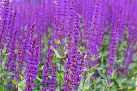 Salvia Care 101: How to Grow Salvia at Home - Bob Vila