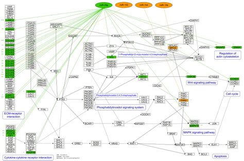 The figure shows the first regulative concept of focal adhesion and ... 