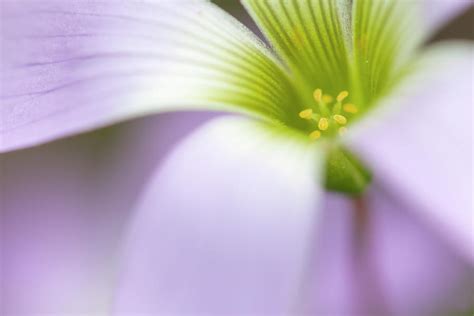 Broadleaf Woodsorrel In Flower Mexico Photograph By Claudio Contreras