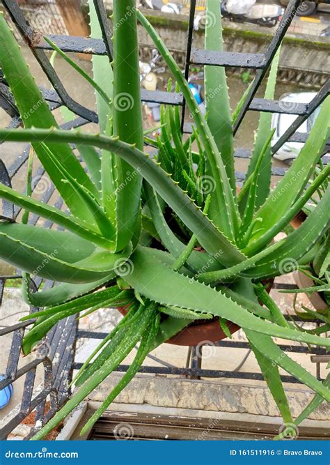 Aloe Vera Aloe Vera Verde Fresco Aloe Vera Planta De Casa Potable