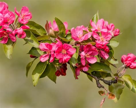 Райские яблони: полезные свойства плодов, описание популярных видов и ...