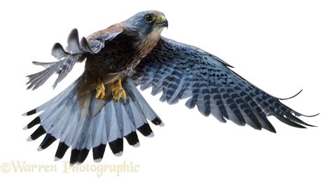 Kestrel male in flight photo WP04742