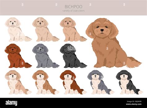 Bichpoo, Poochon clipart. Bichon Frise Poodle mix. Different coat ...