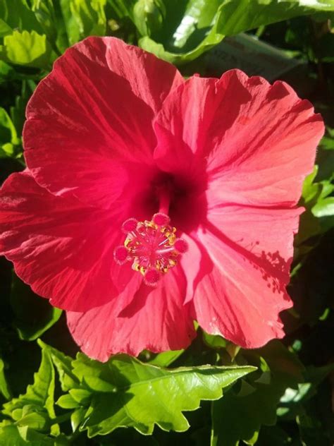 Hibiscus General Corteges In 150mm Advanced Pot Trigg Plants