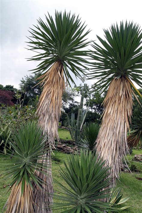 Yucca Aloifolia Aloe Yucca Dagger Plant Spanish Bayonet Spanish