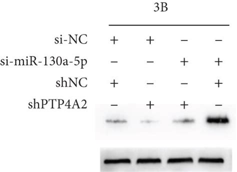 PTP4A2 Overexpression Reverses The Effect Of MiRNA 130a 5p A