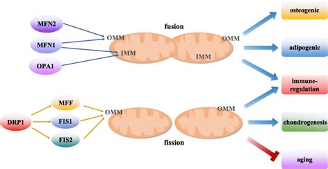 The Role Of Mitochondrial Dynamics In The Function Regulation Of Mscs