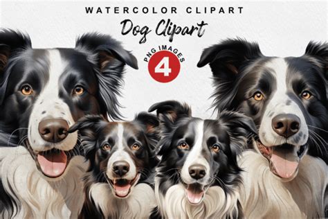 Border Collie Dog Watercolor Clipart Graphic By Thedigitalstore247