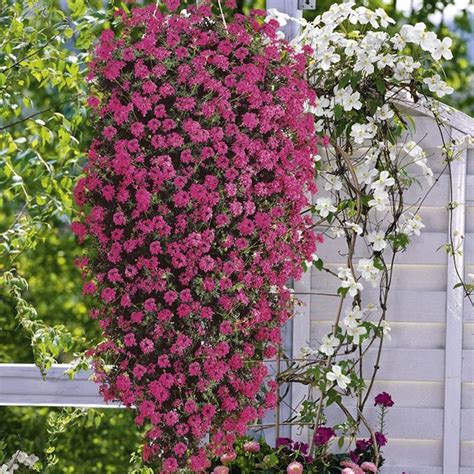 Plante Tombante Cultivez Votre Jardin Intérieur En 41 Photos