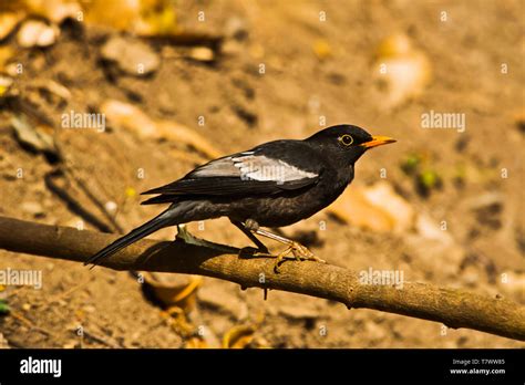 Grey Winged Blackbird Male Turdus Boulboul Sattal Uttarakhand